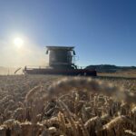 Comienzan a cotizar en León el trigo a 200 euros y la avena a 166 euros