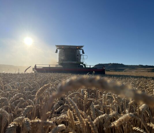 Comienzan a cotizar en León el trigo a 200 euros y la avena a 166 euros