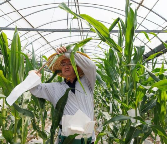 Científicos chinos identifican dos genes que elevan la proteína del maíz al 15%