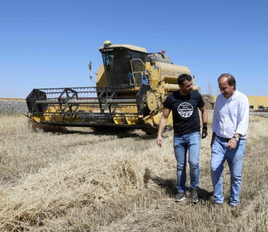 La Junta estima en Palencia una producción de 785.000 toneladas de cereal y se confirma la pérdida de 200 euros/ha