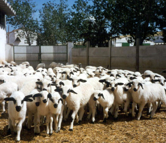 Fuertes bajadas de los añojos en Salamanca mientras sube 55 céntimos el lechazo de 10-12 kilos en Tordesillas