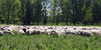 La UE reconoce que el ovino y caprino son clave para conservar los ecosistemas