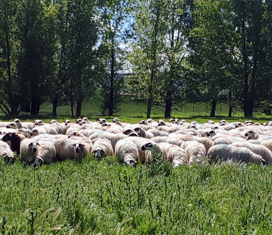 La UE reconoce que el ovino y caprino son clave para conservar los ecosistemas
