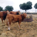 Siguen bajando de precio los añojos en Salamanca