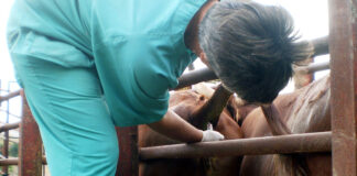 Pino busca con el sector soluciones para el control de la tuberculosis bovina