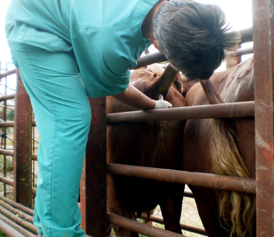 Pino busca con el sector soluciones para el control de la tuberculosis bovina