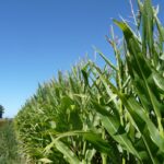 En León sube el precio del maíz, avena y centeno y baja la colza