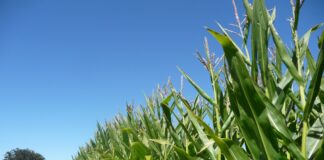 En León sube el precio del maíz, avena y centeno y baja la colza