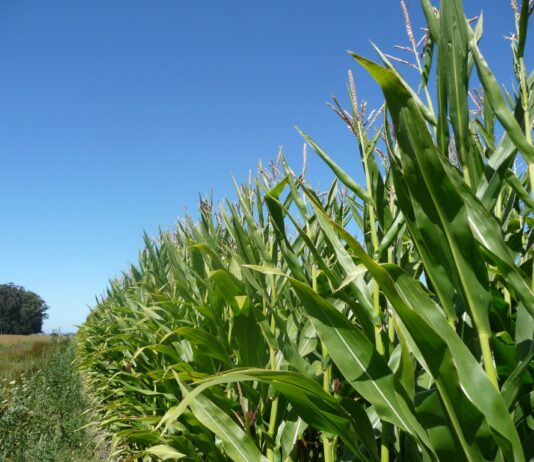 En León sube el precio del maíz, avena y centeno y baja la colza