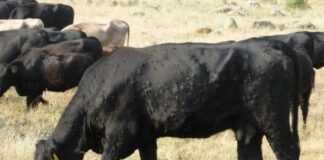 Prorrogadas en Castilla y León las medidas frente a la Dermatosis Nodular Contagiosa hasta el 30 de octubre