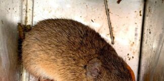 Investigadores de la UVa y el CSIC afirman que anticiparán el riesgo de plaga de topillos mediante una señal climática