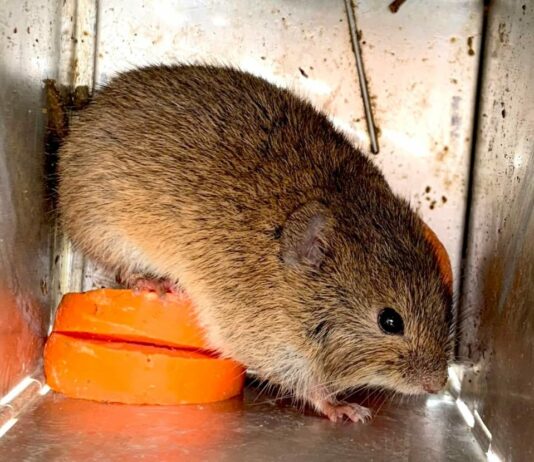 Investigadores de la UVa y el CSIC afirman que anticiparán el riesgo de plaga de topillos mediante una señal climática