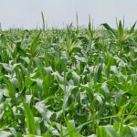 En León, pendientes del informe USDA, bajan los precios de maíz y centeno