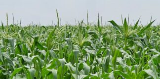 En León, pendientes del informe USDA, bajan los precios de maíz y centeno
