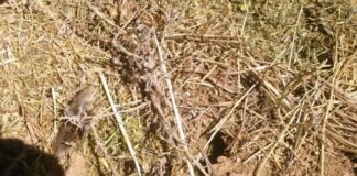El Observatorio de Plagas alerta del riesgo de repunte del topillo campesino