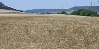 ASAJA advierte de que la subida del cereal no garantiza la rentabilidad en una campaña con un 30% menos de cosecha