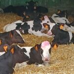 En Salamanca suben ligeramente las terneras y los añojos más pesados para carne y las terneras para vida