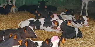 En Salamanca suben ligeramente las terneras y los añojos más pesados para carne y las terneras para vida