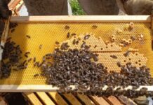 Ampliado el periodo obligatorio de tratamiento contra la varroosis en las colmenas de Castilla y Léon