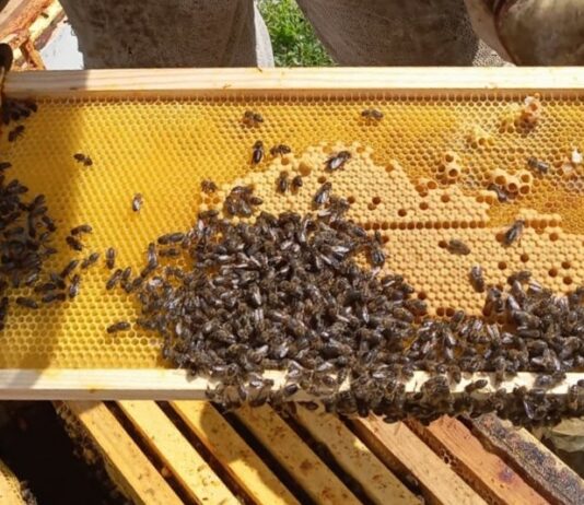 Ampliado el periodo obligatorio de tratamiento contra la varroosis en las colmenas de Castilla y Léon
