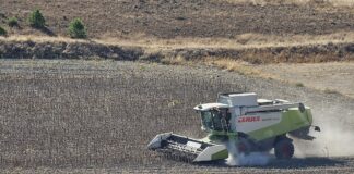 Subidas de cebada y avena en la Lonja de León y comienzan a cotizar a buen precio girasol y patatas