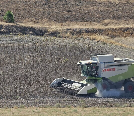 En la lonja de León subidas de cebada y avena y comienzan a cotizar a buen precio girasol y patatas