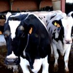 En Salamanca suben ligeramente las terneras para carne y vida y los añojos