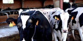 En Salamanca suben ligeramente las terneras para carne y vida y los añojos
