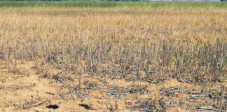 Castilla y León flexibiliza los ecorregímenes de la PAC para facilitar el control del topillo campesino