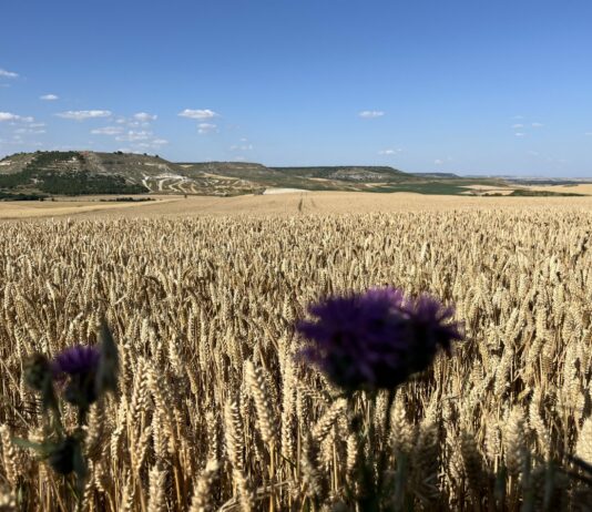 Sube 3 euros el precio del trigo en la Lonja de León