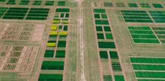 Resultados de ensayos de cereales de invierno en Castilla y León en la campaña 2025/2026