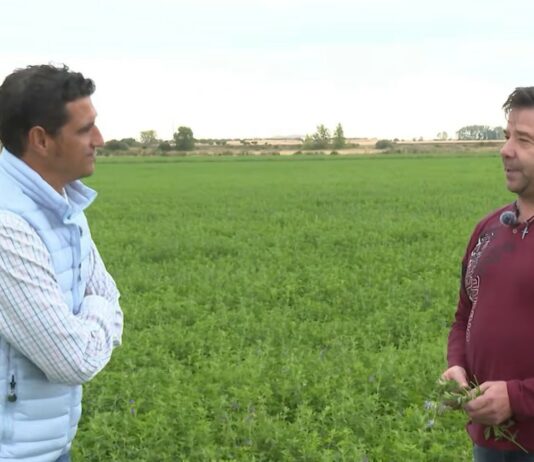 Campo Palentino TV | 1/10/2026