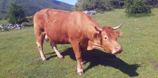 Detectado un caso de virus Shamonda tipo 2 en Cantabria