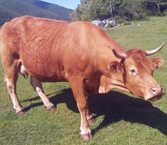 Detectado un caso de virus Shamonda tipo 2 en Cantabria