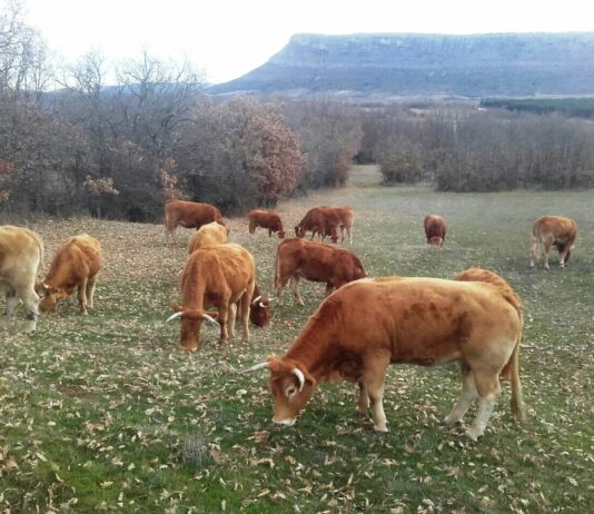 ASAJA pide a Medio Ambiente que “tome nota” de Agricultura y autorice la quema controlada de pastos