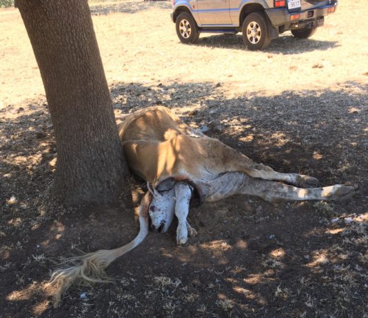 Los buitres matan a una vaca y un becerro en Villares de Yeltes