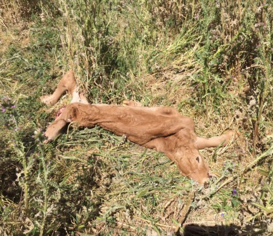 Los buitres acaban con un ternero de 3 días en Sardón de los Álamos