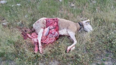 El lobo dispuesto a acabar con los ganaderos. Nuevo ataque en Bogajo y Bañobarez