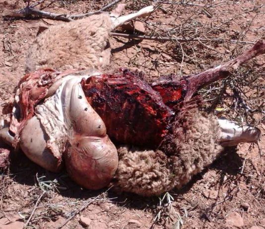 El lobo mata otras 11 ovejas en Ahigal de los Aceiteros