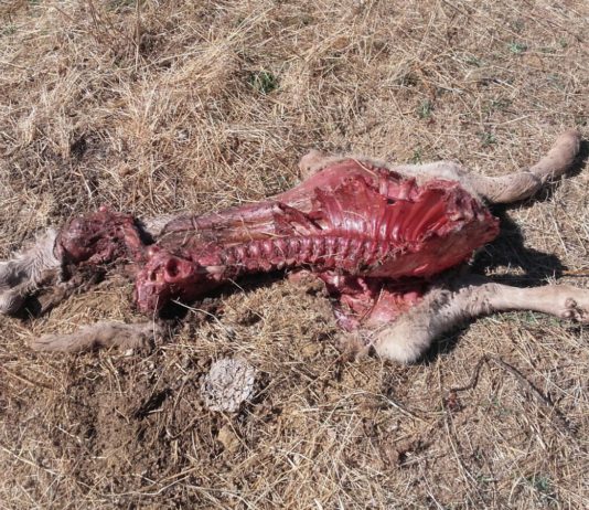 Los buitres devoran un nuevo ternero en Salamanca