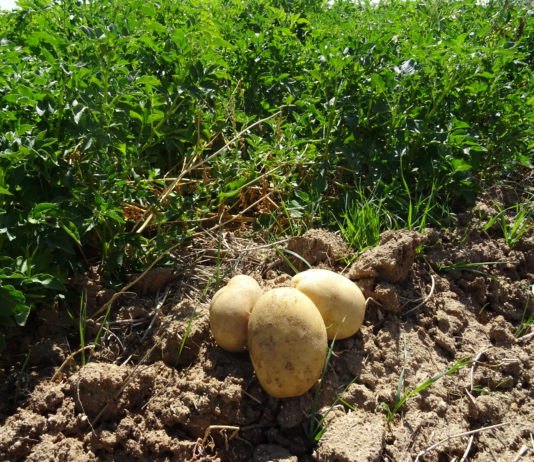 ASAJA defenderá al sector patatero ante las amenazas exteriores y evitar que la crisis del campo se acreciente