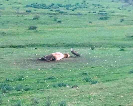 Los buitres acaban con una vaca y su ternero en Robleda