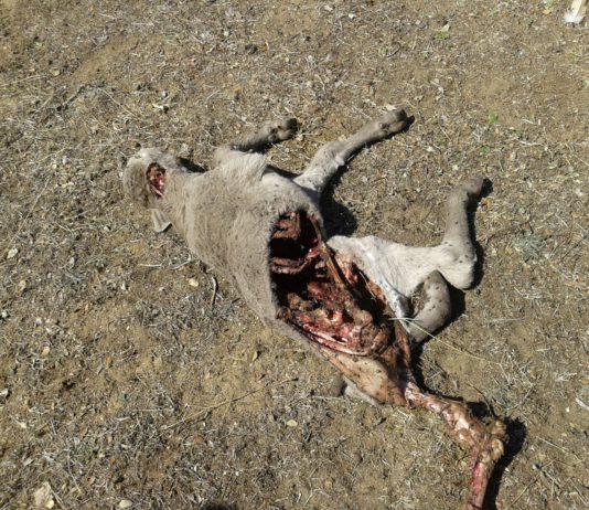 Los buitres acaban con un ternero a sólo 10 kilómetros de Salamanca