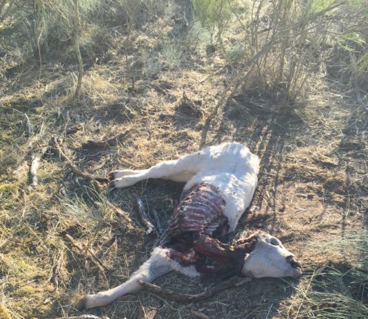 El lobo mata un ternero en el primer ataque denunciado en La Redonda