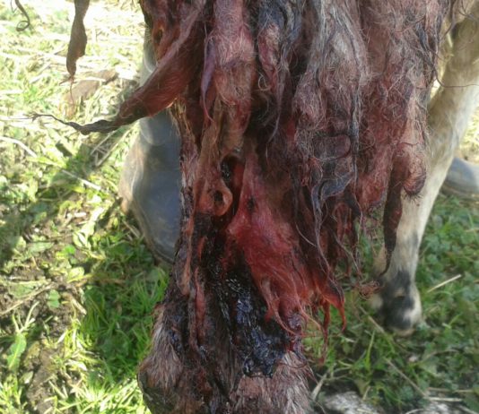 El lobo masacra a un rebaño en Bogajo