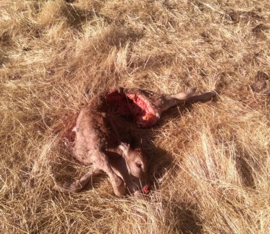 El lobo mata otro ternero en Lumbrales