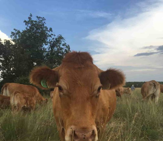 Olga Mínguez conducirá la conferencia de saneamiento ganadero en la feria mirobrigense de san Andrés