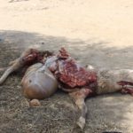 Lobo-Olmedo-25092015