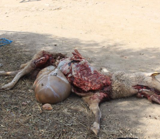 El lobo mata un carnero y deja heridas de muerte a varias ovejas en Olmedo de Camaces