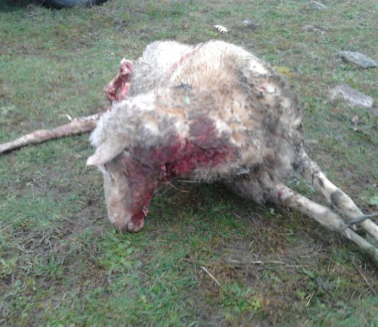 ASAJA de Ávila y ASAJA de Salamanca se reúnen de nuevo con la Consejería de Fomento y Medio Ambiente para el seguimiento de los acuerdos sobre el lobo